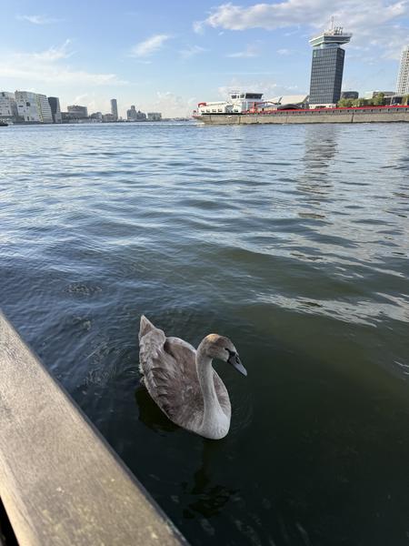 A serene scene unfolds at De Ruijterkade, Centrum, Amsterdam, where a young swan gracefully glides across the calm water